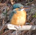 featured image thumbnail for post 山崎川のカワセミ Kingfisher @Yamazaki River