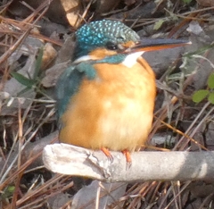 featured image thumbnail for post 山崎川のカワセミ Kingfisher @Yamazaki River