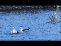 featured image thumbnail for post 網走港のカモメ Gull @Abashiri Port