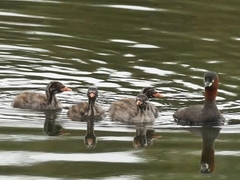 featured image thumbnail for post カイツブリの誕生1@勅使池 Birth of Little Grebe @Chokushi Pond