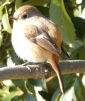 featured image thumbnail for post 勅使池のジョウビタキ Daurian Redstart @Chokushi Pond