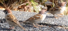 featured image thumbnail for post 山崎川のスズメ sparrow @Yamazaki River