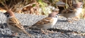 featured image thumbnail for post 大高緑地のスズメ sparrow @Odaka Greenery Park