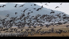 featured image thumbnail for post 出水平野の鶴 Crane at Izumi plain