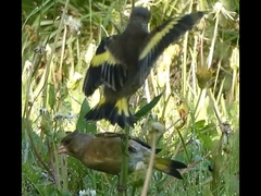 featured image thumbnail for post 東山動植物園のカワラヒワ Oriental Greenfinch @Higashiyama Zoo and Botanical Gardens