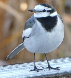 featured image thumbnail for post 洲原公園のハクセキレイ White Wagtail @Suhara Park