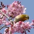 featured image thumbnail for post 興正寺のメジロ Japanese White-eye @KOUSHO-JI Temple