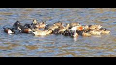 featured image thumbnail for post カモの渦巻採食@勅使池 / Ducks spin-feeding