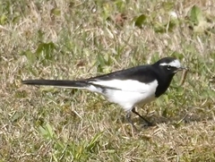 featured image thumbnail for post 洲原公園のセグロセキレイ Black Wagtail @Suhara Park