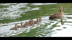 featured image thumbnail for post 勅使池のカルガモ親子-A spot-billed duck family at Chokushi Pond