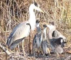 featured image thumbnail for post 勅使池のアオサギ幼鳥-p2 juvenile Grey Heron @Chokushi Pond