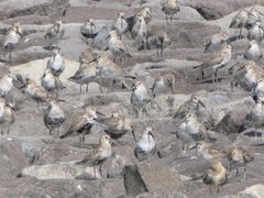 featured image thumbnail for post 東よか干潟のシギチドリ Shorebirds @Higashi-yoka tidal flat