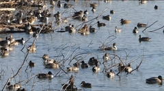 featured image thumbnail for post 琵琶湖のカモ Duck @Lake Biwa