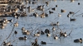 featured image thumbnail for post 琵琶湖のカモ Duck @Lake Biwa