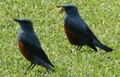 featured image thumbnail for post 宮古島のイソヒヨドリ Blue Rock Thrush @Miyako Island