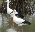 featured image thumbnail for post 宮古島のコウノトリ Oriental White Stork @Miyako Island